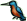 <img:stuff/kingfisher2%20copy.gif>