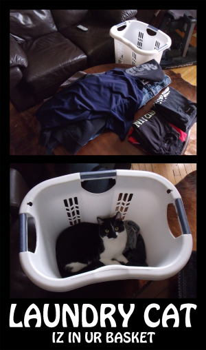 <img300*0:stuff/laundrycat.png>