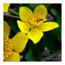 <img130*0:stuff/lin-antcaltha.jpg>