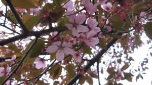 <img300*0:stuff/lin-sakura1.jpg>