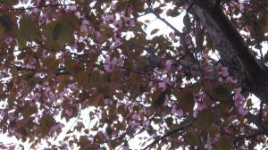 <img300*0:stuff/lin-sakura10.jpg>