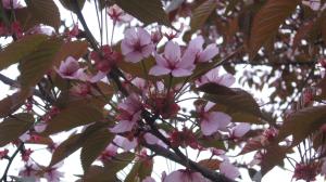 <img300*0:stuff/lin-sakura12.jpg>