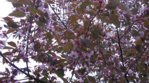 <img300*0:stuff/lin-sakura2.jpg>