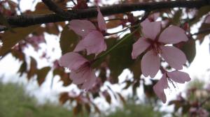 <img300*0:stuff/lin-sakura5.jpg>