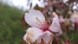 <img300*0:stuff/lin-sakura6.jpg>