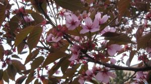 <img300*0:stuff/lin-sakura7.jpg>