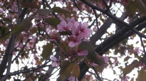 <img300*0:stuff/lin-sakura8.jpg>