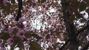 <img300*0:stuff/lin-sakura9.jpg>