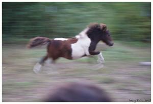 <img300*0:stuff/male_miniature_horse_running.jpg>