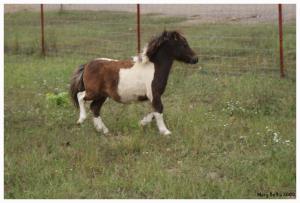 <img300*0:stuff/male_miniature_horse_running_profile.jpg>