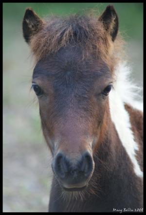 <img300*0:stuff/male_miniature_horse_toward_viewer.jpg>