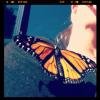 monarchbutterfly