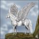 Pegasus Anatomy