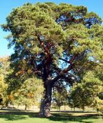 <img150*0:stuff/ponderosa%20pine%20yuriona.jpg>