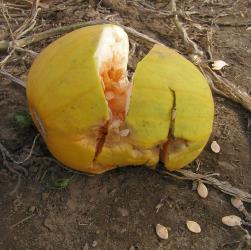 <img0*250:stuff/pumpkinpickin%206%20S09.jpg>