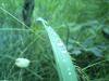 raindrops_on_grass