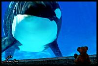 <img200*0:stuff/seaworld498.jpg>