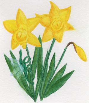 <img300*0:stuff/sg_daffodils.jpg>