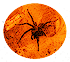 <img:stuff/spider%20button%20Sest.png>