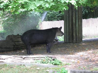 <img0*300:stuff/tapir.jpg>