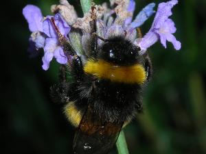 <img300*0:stuff/the%20bumblebee.jpg>