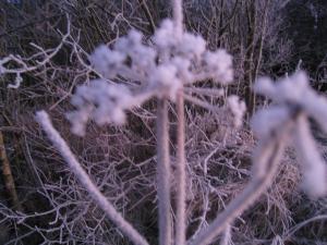 <img300*0:stuff/thefrozenflower.jpg>