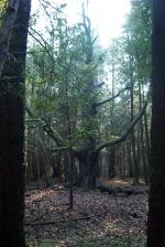 <img150*0:stuff/tomboftheancientcedartree.jpg>