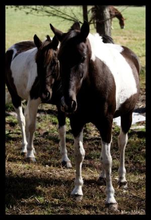 <img300*0:stuff/two_horses_facing_viewer.jpg>