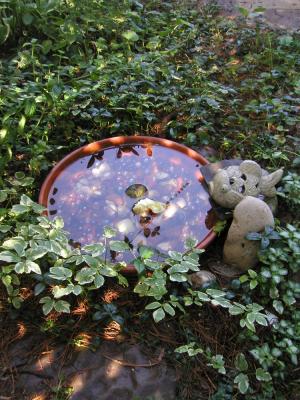 <img300*0:stuff/watergarden%20.jpg>