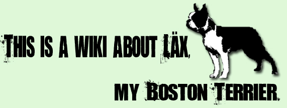 <img:stuff/wiki_boston%20banner.jpg>