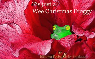 <img:stuff/xmasfroggy.jpg>