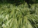 <img0*100:stuff/z/147496/Leafy%2520Plants/P7040049.JPG>