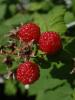 <imgr0*100:stuff/z/147496/Plants%2520and%2520Pretties%253a%2520Raspberries/P7030484.JPG>