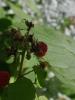 <imgr0*100:stuff/z/147496/Plants%2520and%2520Pretties%253a%2520Raspberries/P7030490.JPG>