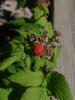 <imgr0*100:stuff/z/147496/Plants%2520and%2520Pretties%253a%2520Raspberries/P7030504.JPG>