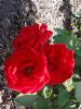 <imgr0*100:stuff/z/147496/Plants%2520and%2520Pretties%253a%2520Roses%25202/P8040137.JPG>