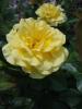 <img0*100:stuff/z/147496/Plants%2520and%2520Pretties%253a%2520Roses%25202/P8040139.JPG>