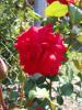 <img0*100:stuff/z/147496/Plants%2520and%2520Pretties%253a%2520Roses%25202/P8040150.JPG>
