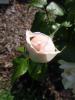 <img0*100:stuff/z/147496/Plants%2520and%2520Pretties%253a%2520Roses%25202/P8040152.JPG>