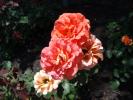 <img0*100:stuff/z/147496/Plants%2520and%2520Pretties%253a%2520Roses%25204/P8040162.JPG>