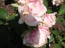 <img0*100:stuff/z/147496/Plants%2520and%2520Pretties%253a%2520Roses%25204/P8040163.JPG>
