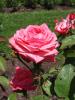 <img0*100:stuff/z/147496/Plants%2520and%2520Pretties%253a%2520Roses%25205/P8040141.JPG>