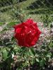 <img0*100:stuff/z/147496/Plants%2520and%2520Pretties%253a%2520Roses%25205/P8040145.JPG>