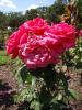 <img0*100:stuff/z/147496/Plants%2520and%2520Pretties%253a%2520Roses%25205/P8040167.JPG>