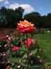 <img0*100:stuff/z/147496/Plants%2520and%2520Pretties%253a%2520Roses%25206/P8040128.JPG>