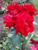 <img0*100:stuff/z/147496/Plants%2520and%2520Pretties%253a%2520Roses%25206/P8040134.JPG>