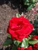 <imgr0*100:stuff/z/147496/Plants%2520and%2520Pretties%253a%2520Roses%25206/P8040135.JPG>