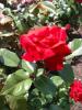 <img0*100:stuff/z/147496/Plants%2520and%2520Pretties%253a%2520Roses%25206/P8040136.JPG>