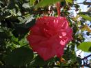 <img0*100:stuff/z/147496/Plants%2520and%2520Pretties%253a%2520Roses%25206/P8040142.JPG>