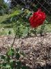 <img0*100:stuff/z/147496/Plants%2520and%2520Pretties%253a%2520Roses%25206/P8040146.JPG>